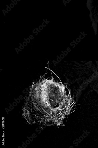 nest bird in a black background