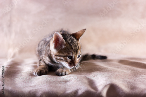 Graceful bengal kitten © svetlanistaya