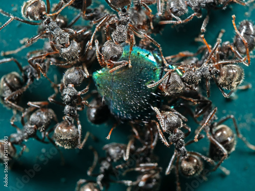 Macro Photo of Group of Black Garden Ants Transporting Food © backiris