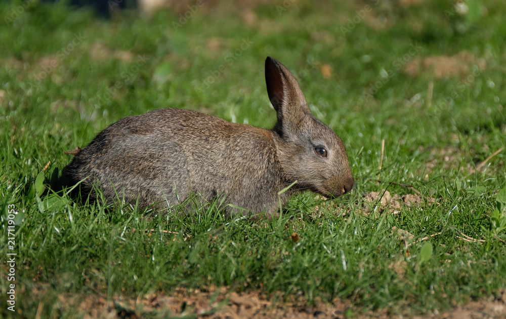 Fototapeta premium Part grown wild rabbit feeding on grass.