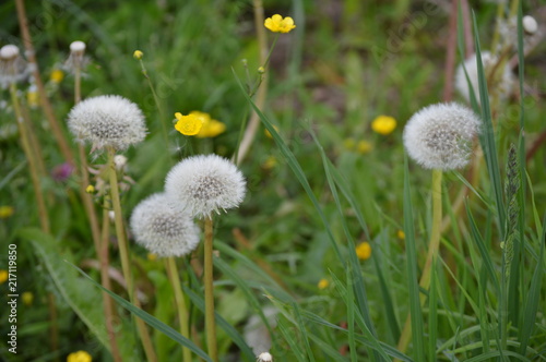 Fototapeta Naklejka Na Ścianę i Meble -  Pusteblumen