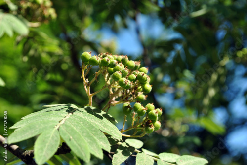 Unripe green rowan berries and leaves on green soft bokeh background