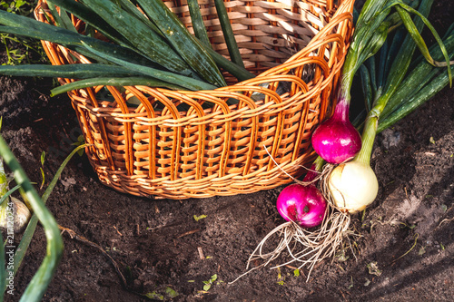 Onions lie in a basket in the vegetable garden in the village. Harvesting onions