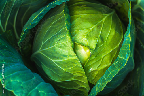 Harvesting cabbage. Vegetables, gardening. Healthy food. Vitamins