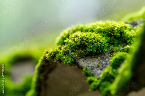 Photography Moss on a tree in the forest