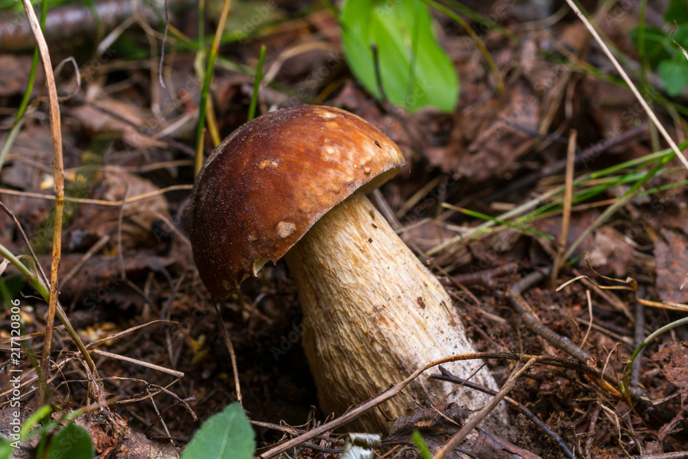 Fototapeta premium Forest mushrooms in the grass in the autumn forest. Mushroom picking
