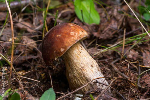 Forest mushrooms in the grass in the autumn forest. Mushroom picking