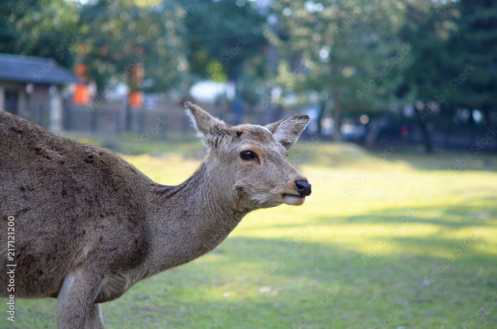 奈良公園にいる1匹の鹿