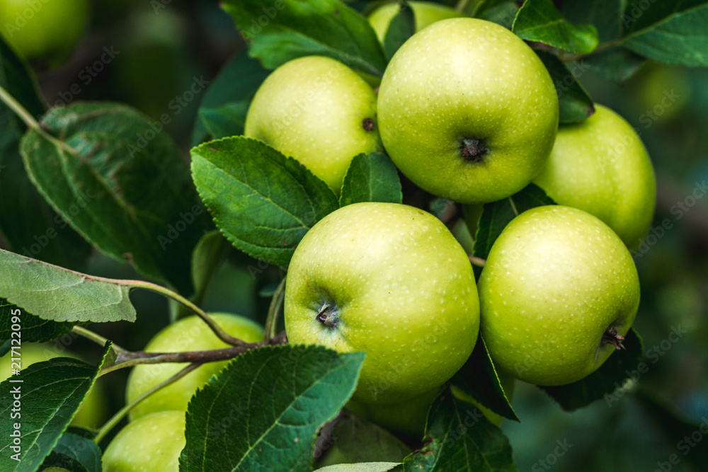 Ripe, juicy, sweet apples on the branches. Harvesting, gardening