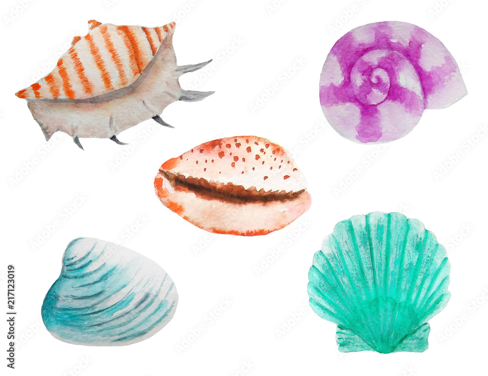 Seth seashells watercolor