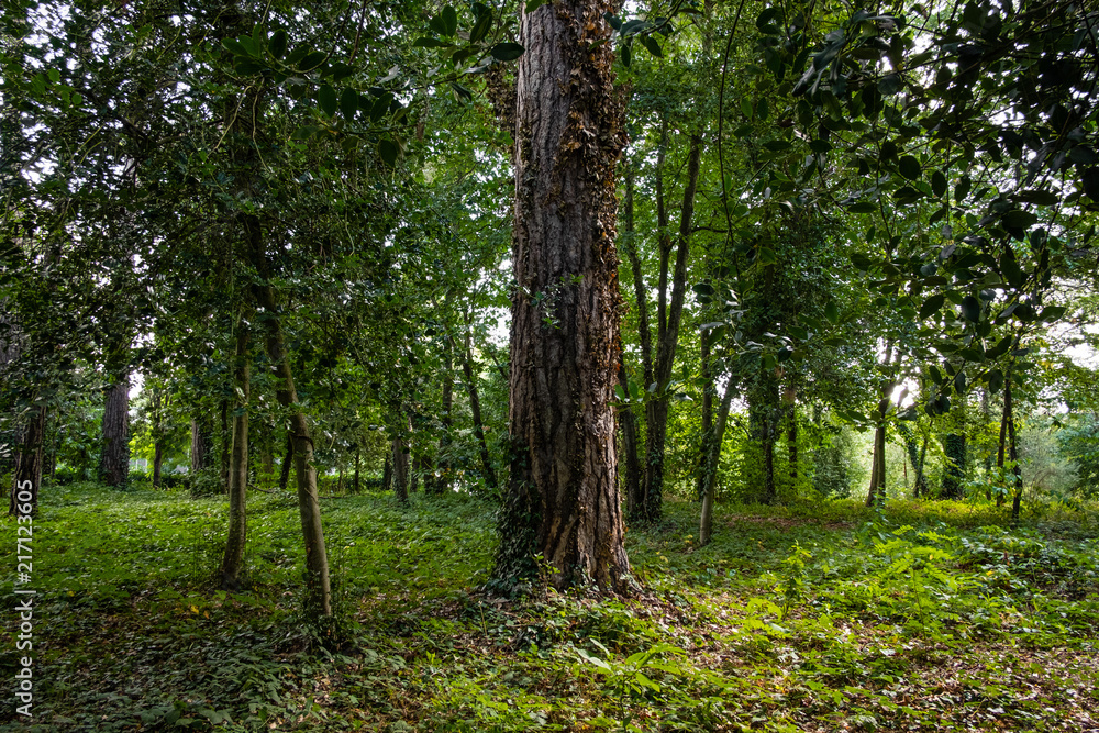 Nantes, Jonelière, Erdre, forêt, arbre