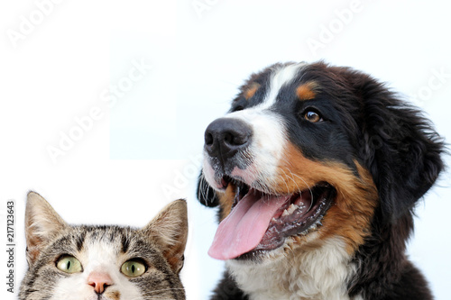 Bernese mountain dog and cat on a white background