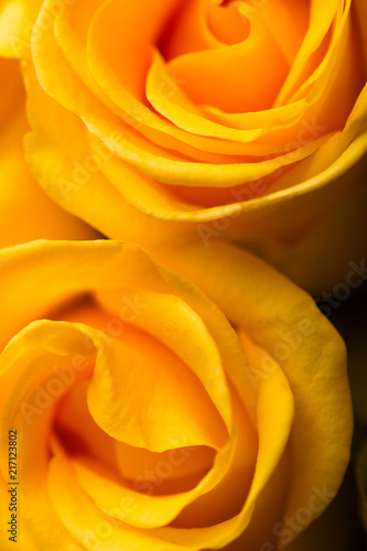 Background with yellow rose on a black background. Soft texture