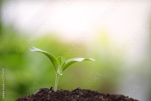 Young plant growing