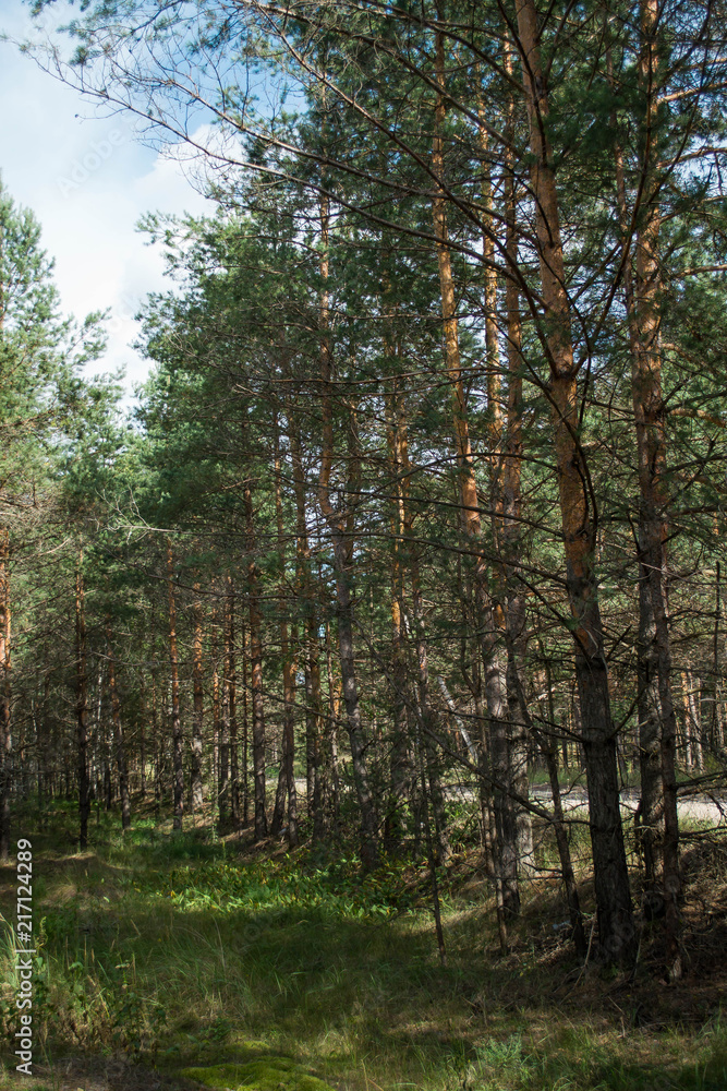 Forest, wood, лес 