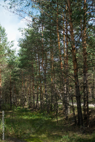 Forest, wood, лес  © Ирина 