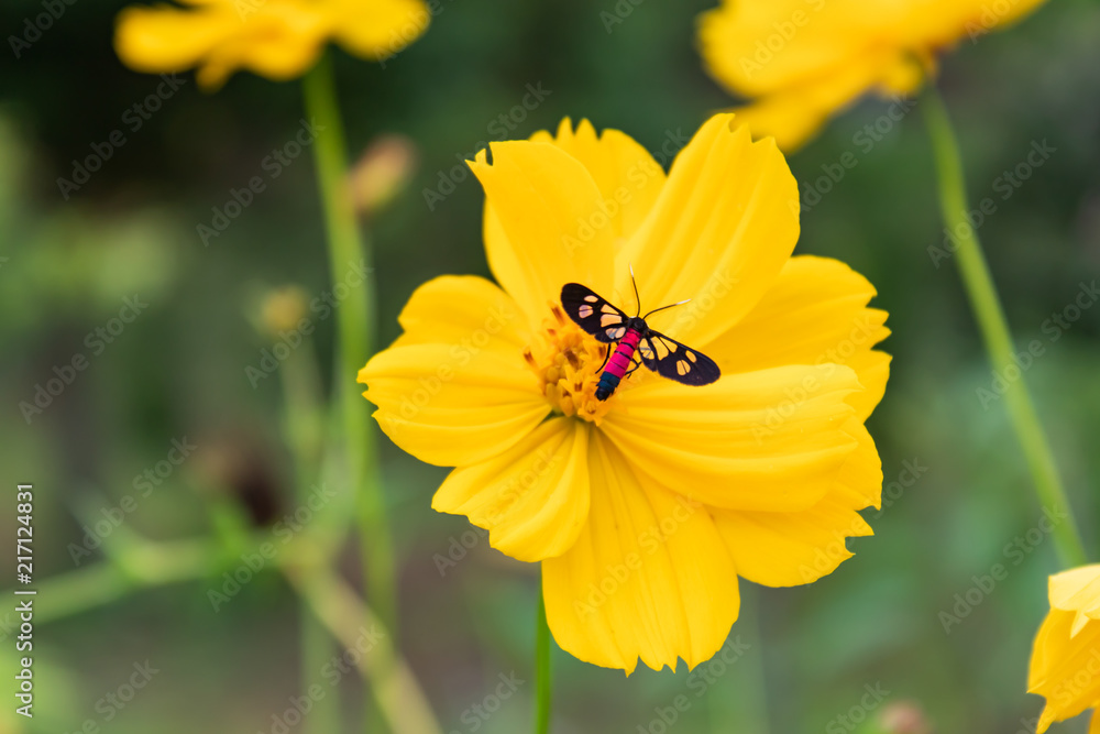 Black insects on Yellow Cosmos sulphureus Cav. in garden.