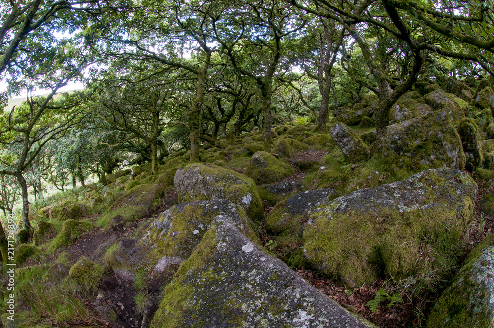 Granite boulders amongst oak trees in Wistman's Wood Granite boulders amongst oak trees in Wistman's Wood