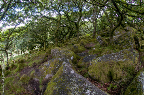 Granite boulders amongst oak trees in Wistman's Wood