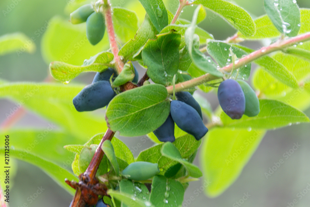 Ripe berries of honeysuckle on a bush. Gardening. Berry season. Ripe berries of honeysuckle on a bush. Gardening. Berry season.