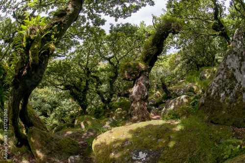 Old Oak trees in Wistman's Wood Dartmoor
