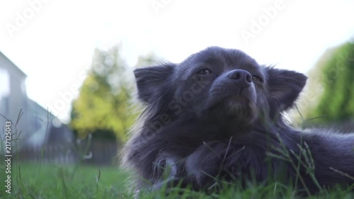 grey hair chihuahua dog relaxing in grass photo