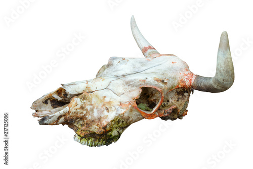 Bull or cow scull isolated on white background