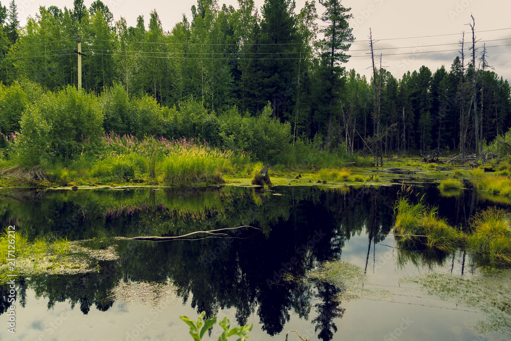 On a forest swamp On a forest swamp