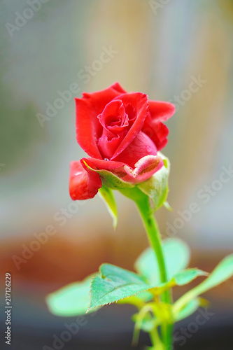Beautiful red rose flower for love and valentine day Stock Photo | Adobe  Stock