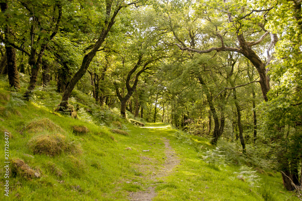 Path on Dartmoor