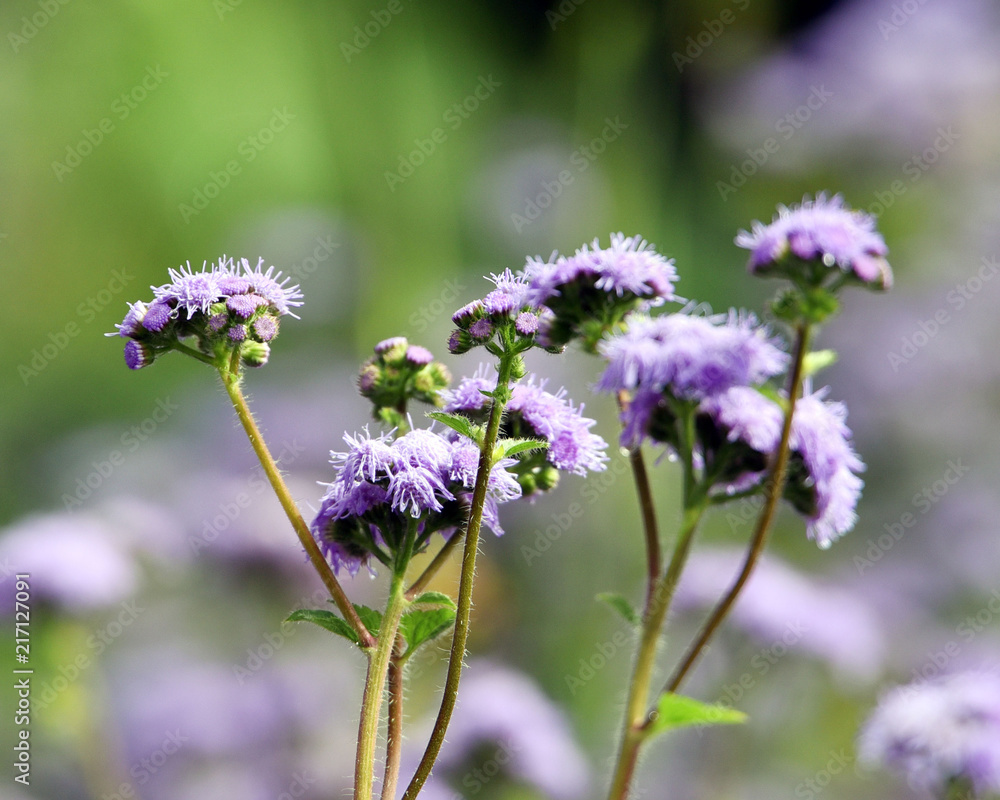 Obraz premium Rainy Day Flowers