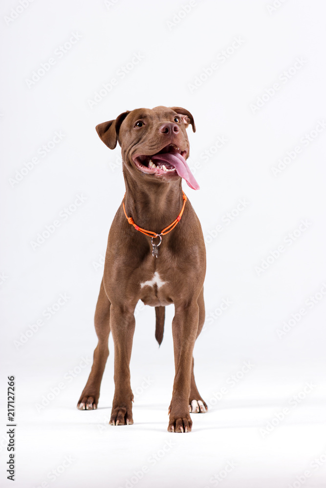 Brown pitbull on white Brown pitbull on white
