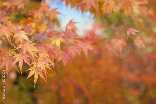 Closeup of red japanese maple leaves on the graden..