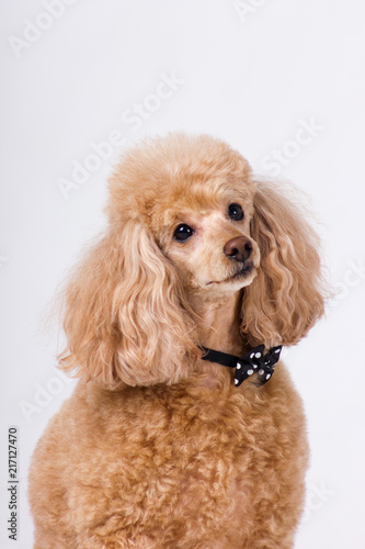 Red poodle on white
