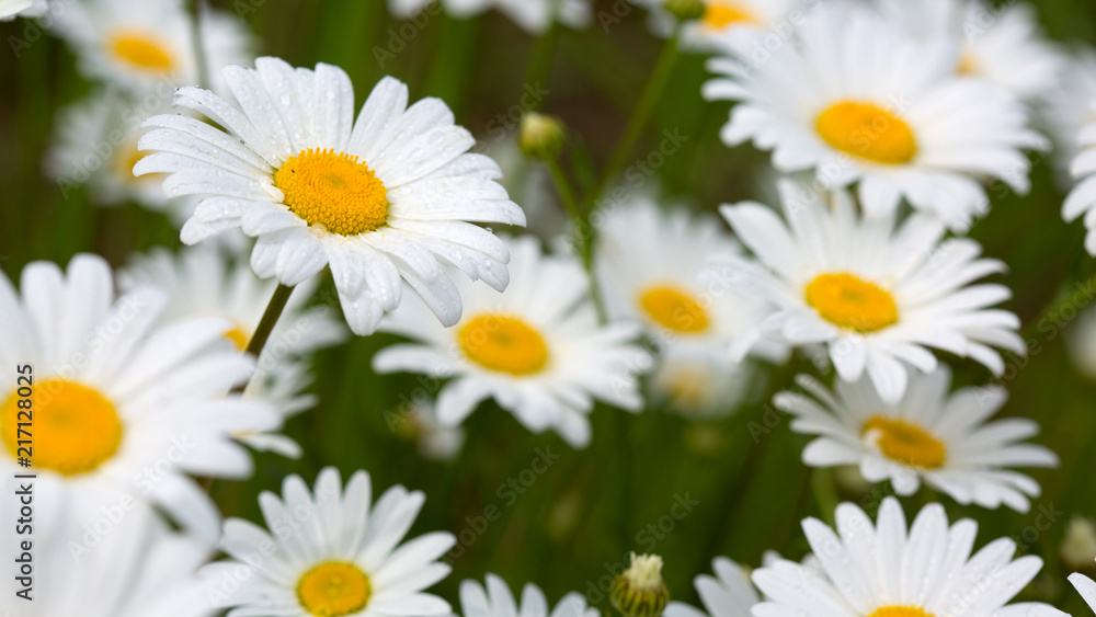 Macro shot of big daisies. Flowers background. Macro shot of big daisies. Flowers background.