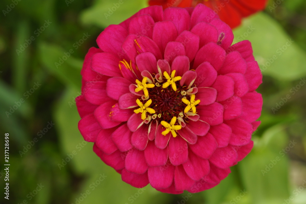 Obraz premium ярко розовый цветок макро