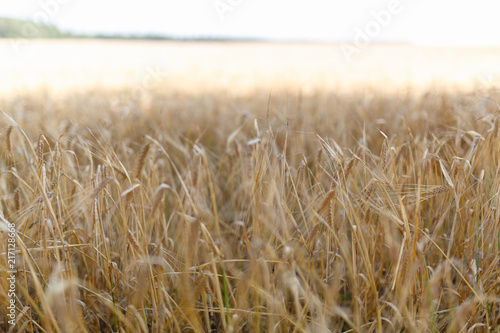 The Golden wheat field is ready for harvest. Background ripening ears of yellow wheat field against the blue sky. Copy space on a rural meadow close-up nature photo idea of a rich wheat crop.