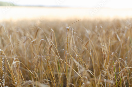 The Golden wheat field is ready for harvest. Background ripening ears of yellow wheat field against the blue sky. Copy space on a rural meadow close-up nature photo idea of a rich wheat crop.