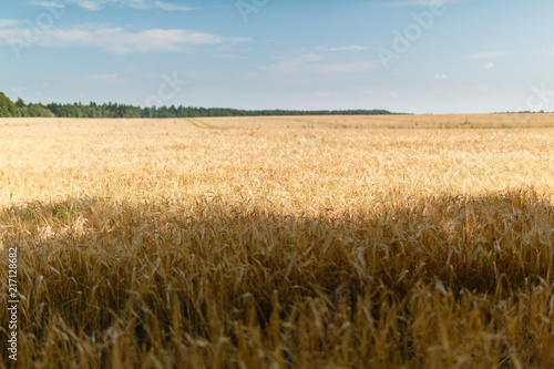Field of Golden wheat under the blue sky and clouds. Background ripening ears of yellow wheat field against the blue sky. Copy space on a rural meadow close-up nature photo idea of a rich wheat crop.