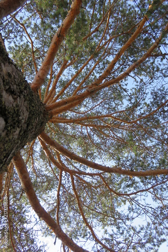 look at the pine tree below