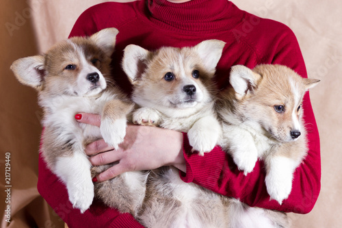 Welsh corgi puppy