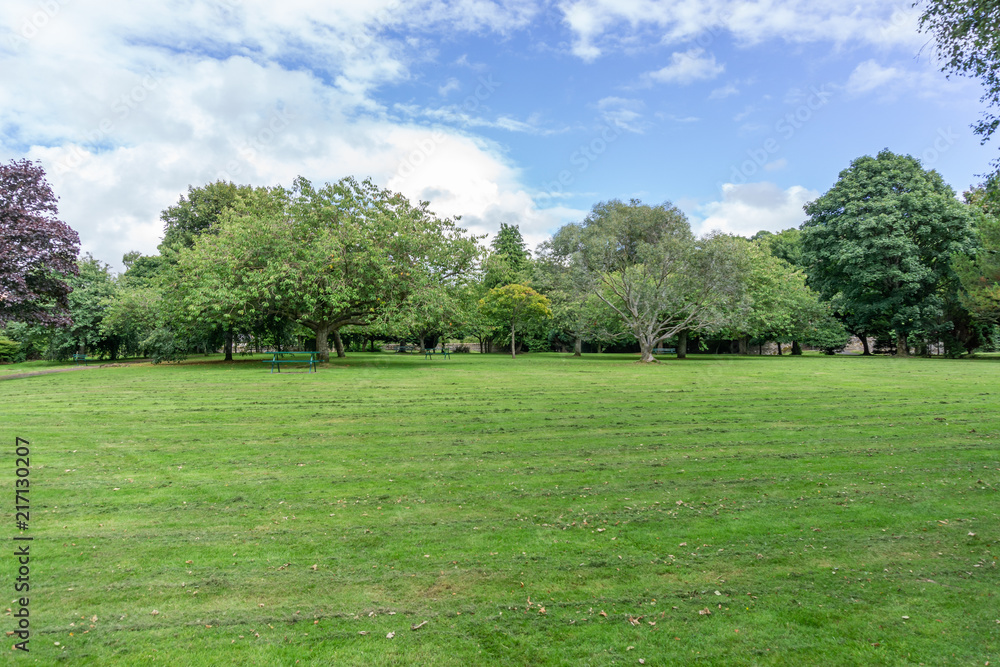 Mature Scottish Trees in a Park