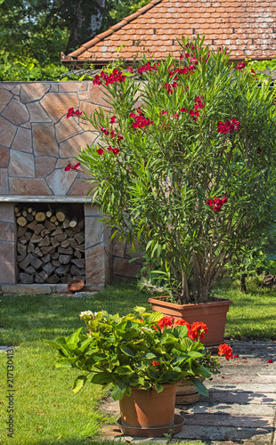 Wonderful red oleander in the garden