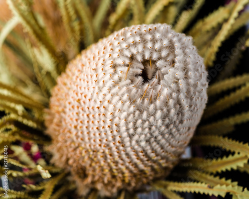 A very close view of the Woolly Orange Banksia flower