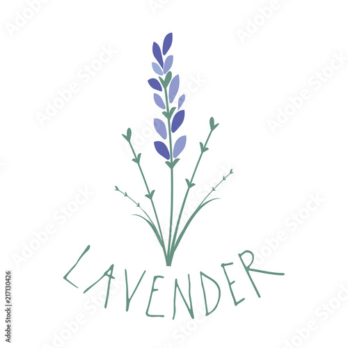 Fototapeta Naklejka Na Ścianę i Meble -  Lavender flower. Logo design. Text hand drawn.