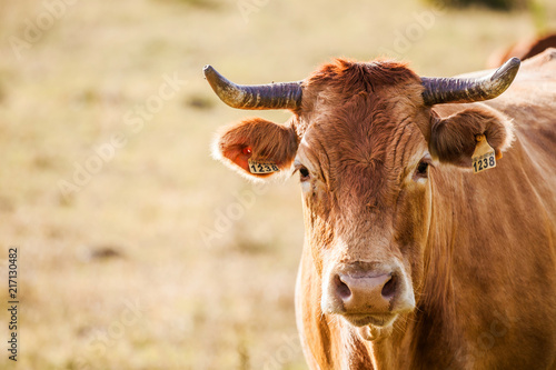 Kühe auf der Wiese 