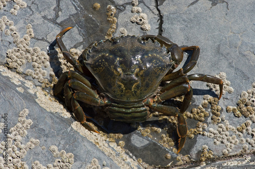 Green Shore Crab (Carcinus maenas)/European Female Green Crab carrying eggs © davemhuntphoto