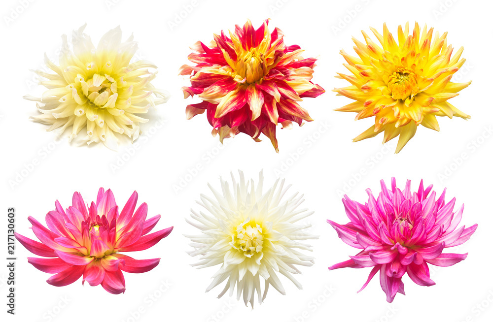 Set flowers dahlias isolated on white background. Flat lay, top view. Super collection. Easter. Pink, red, purple, yellow, orange Set flowers dahlias isolated on white background. Flat lay, top view. Super collection. Easter. Pink, red, purple, yellow, orange