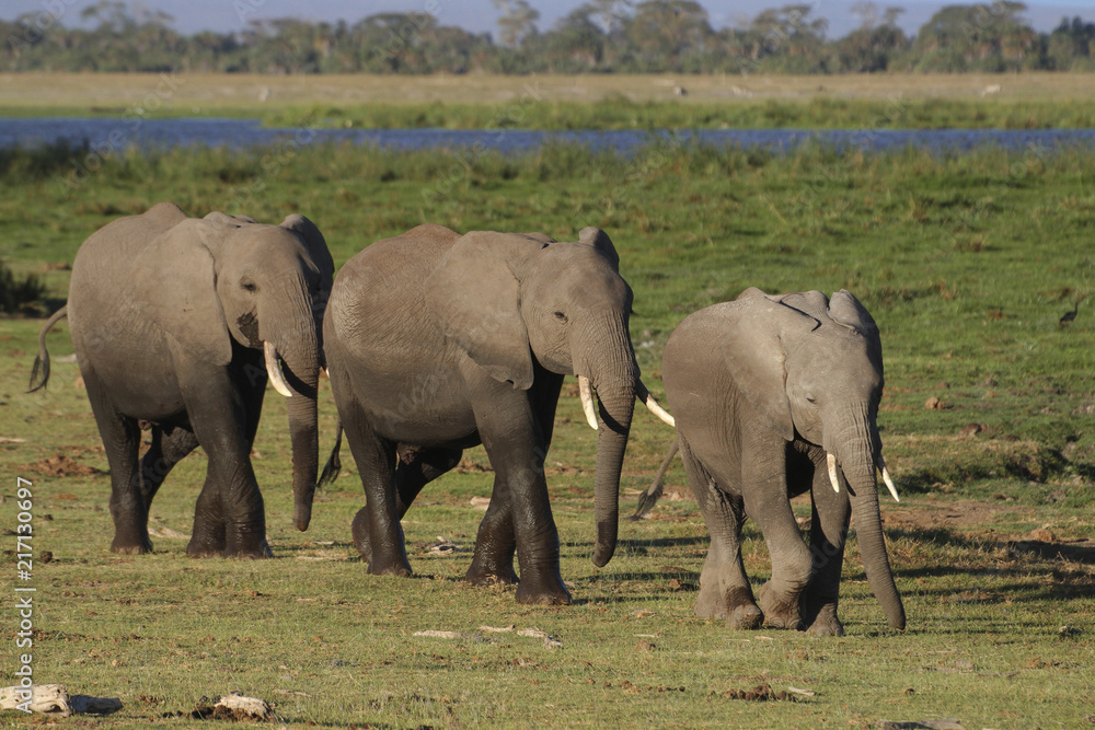 Afrikanische Elefant (Loxodonta africana) kleine Gruppe