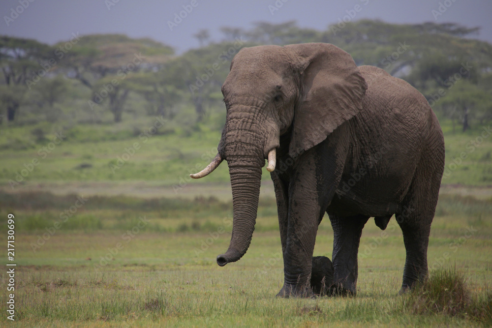 Afrikanischer Elefanten Bulle (Loxodonta africana), Ndudu Nationalpark, Tansania, Afrika